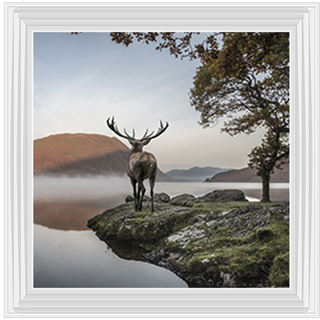 Single Stag 1 - 85x55cm