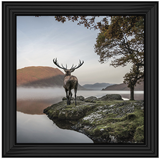 Single Stag 1 - 85x55cm