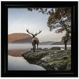 Single Stag 1 - 85x55cm