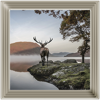 Single Stag 1 - 85x55cm