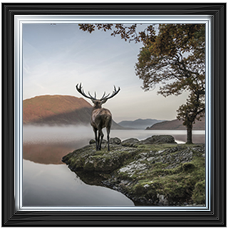 Single Stag 1 - 85x55cm