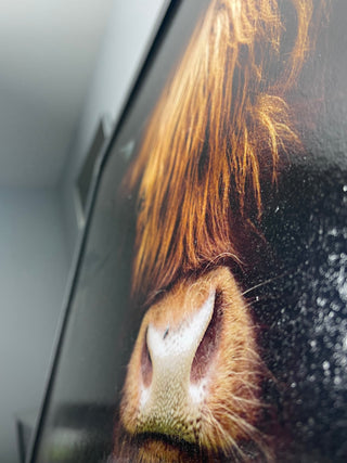 Highland Cow Headshot 115x65cm