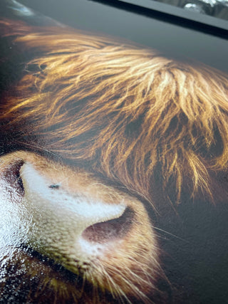 Highland Cow Headshot 115x65cm